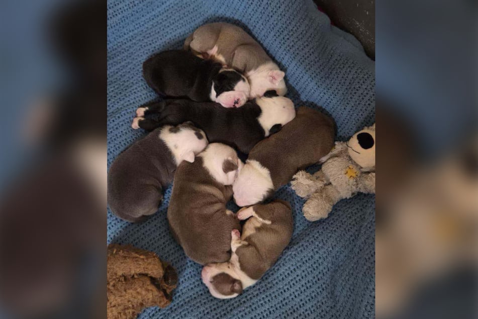 Die sieben Bulldoggen-Mischlinge haben, genauso wie ihre Mama, ein Zuhause gefunden.
