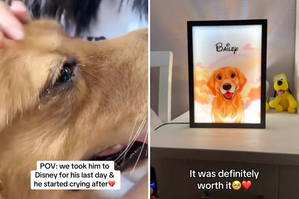 Although saying goodbye to Bailey must have been extremely painful for his owners, they can rest assured that he probably had the best last day on earth thanks to them.