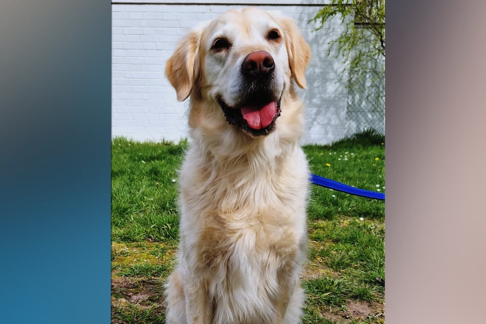 Insbesondere mit Frust kann der Golden Retriever nur schwer umgehen.