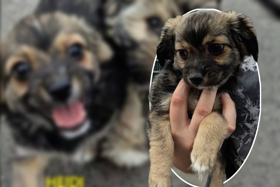 Cachorro busca familia: ¿Quién cuidará ahora de la dulce Heidi?