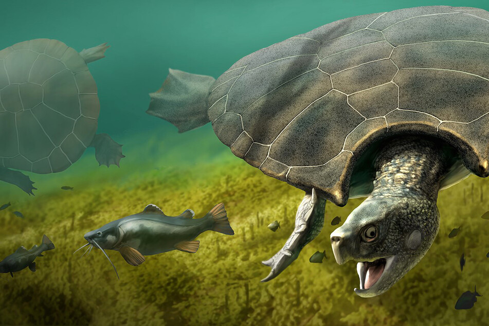 Diese Illustration zeigt ein Männchen der Riesenschildkröte Stupendemys geographicus das im Süßwasser einen Fisch jagd.