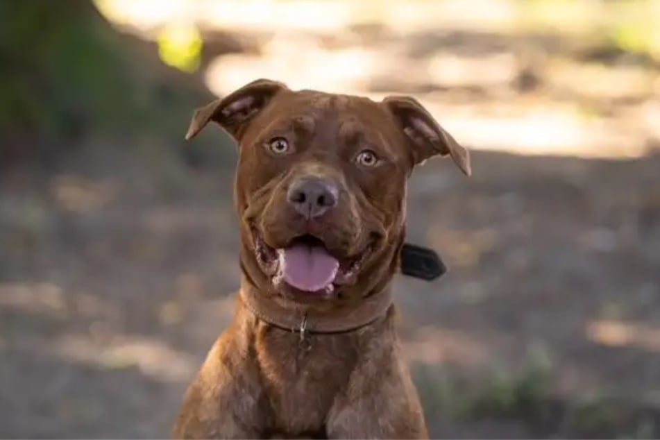 American Staffordshire Terrier-Mischling Tamme aus dem Hamburger Tierheim sucht ein liebevolles Zuhause.