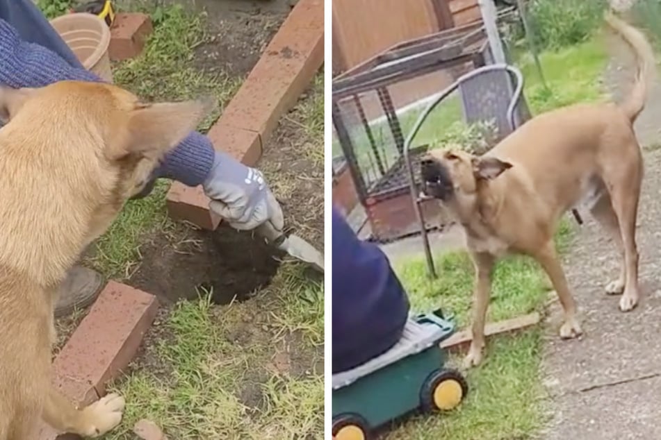 Flynn the rescue dog was completely outraged when he caught his owner's dad digging holes in the backyard – something the pup had never been allowed to do!