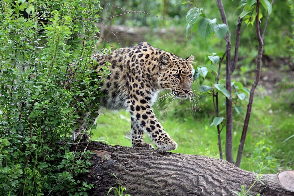 Im Leipziger Zoo kann man unter anderem Amurleoparden bestaunen.