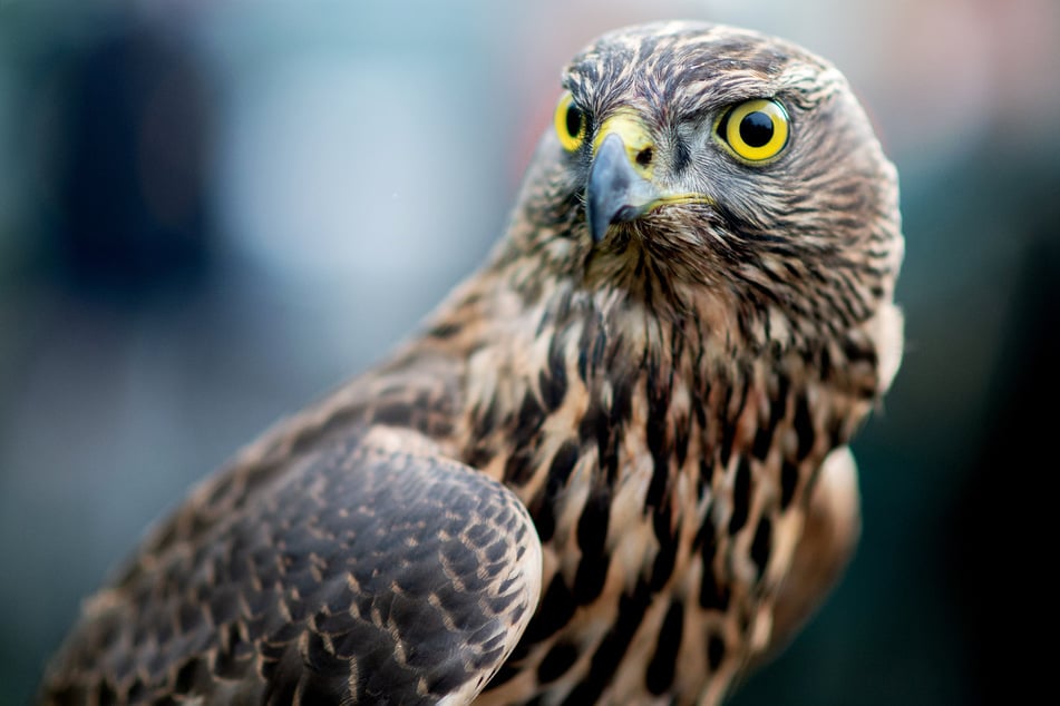 Ungewöhnlicher Wildunfall: Greifvogel prallt gegen Auto und stirbt