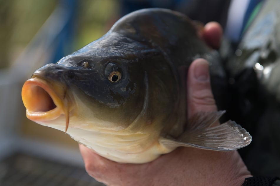 Appetithappen: Die Marketinggesellschaft Oberlausitz bietet in Berlin geräucherten Karpfen an.