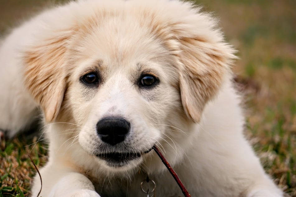 The golden pyrenees is one of the most beautiful designer dog breeds in the world.