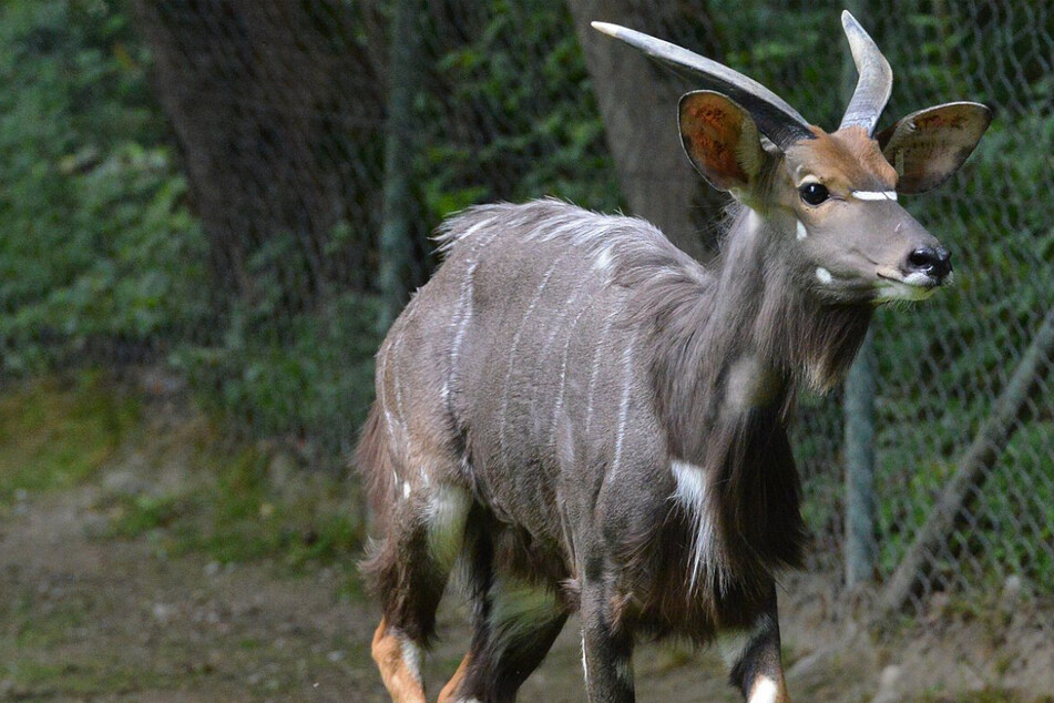 München: Seltene Antilopen bekommen Verstärkung: Tierpark Hellabrunn hofft auf Nachwuchs
