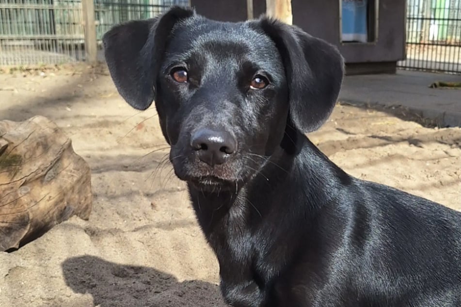 Die einjährige Lenja kam als Fundtier in das Hamburger Tierheim.