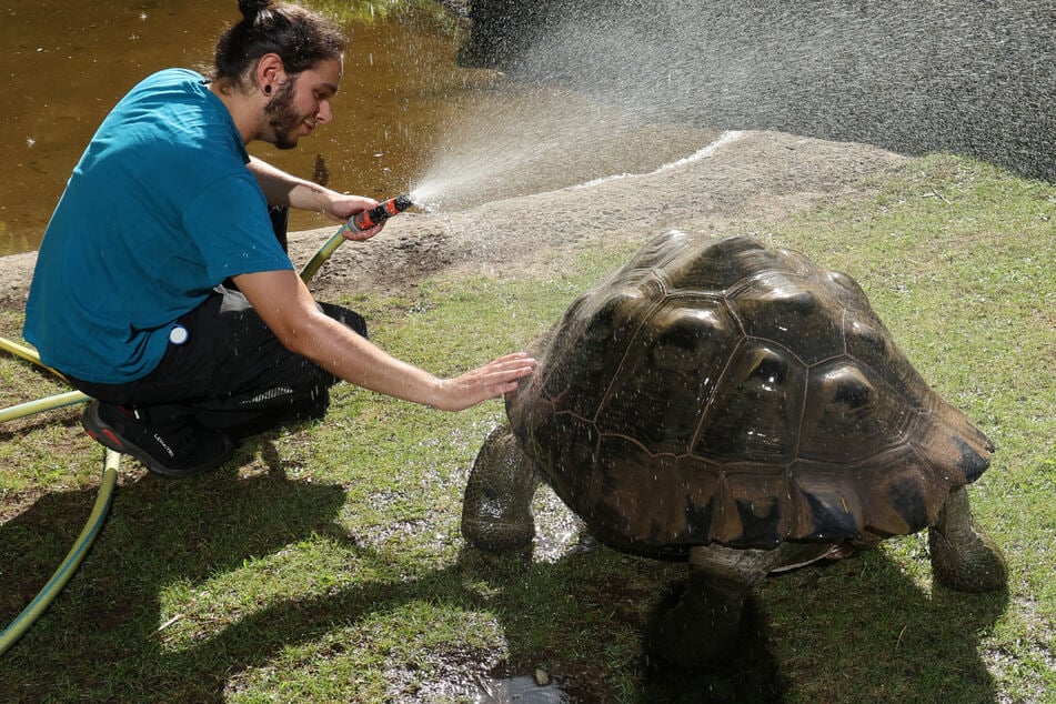 Lebensgefahr bei zu hohen Temperaturen: So schützt der Zoo die Tiere vor Hitze