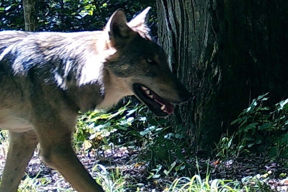 Die Nahaufnahme eines Wolfs in Polen. Von dort sind die Tiere wieder nach Deutschland eingewandert.