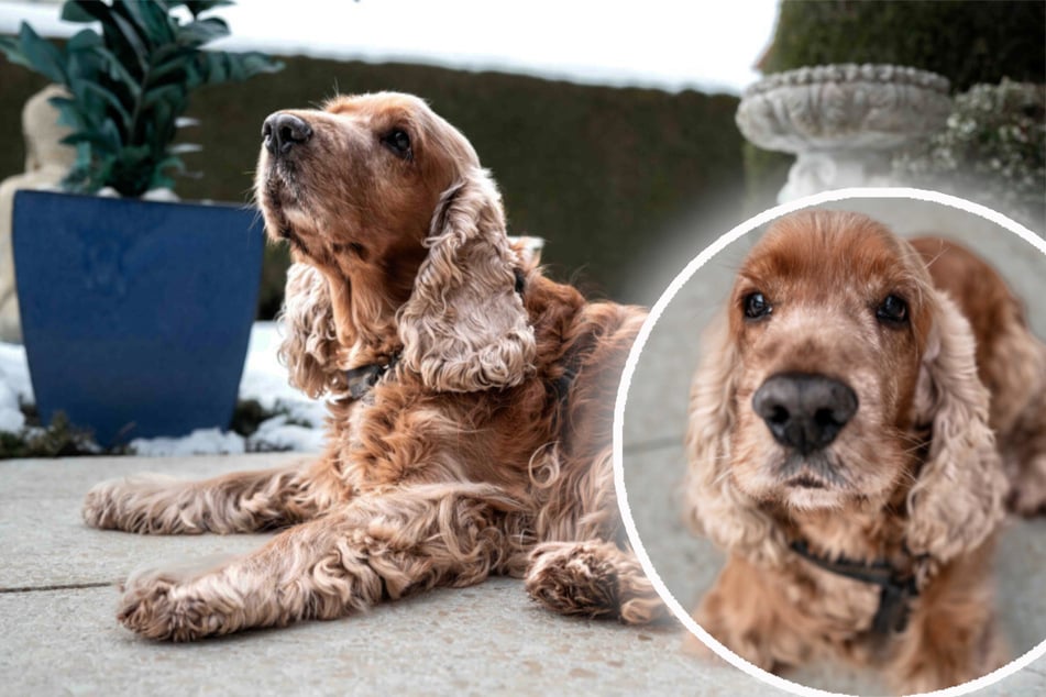 Hunde-Opa plötzlich ganz alleine: Cockerspaniel "Benny" hofft auf zweite Chance