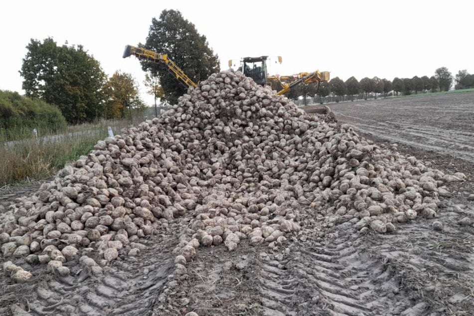 Zwischen dem 10. und 13. Oktober wurden bei Hohenseeden 15 Tonnen Rüben gestohlen.