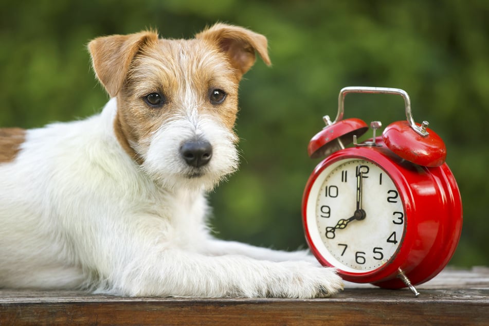 What do dogs know about time?