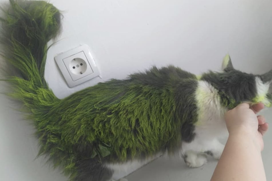 Unbekannte haben Katze Niela mit grüner Farbe besprüht.