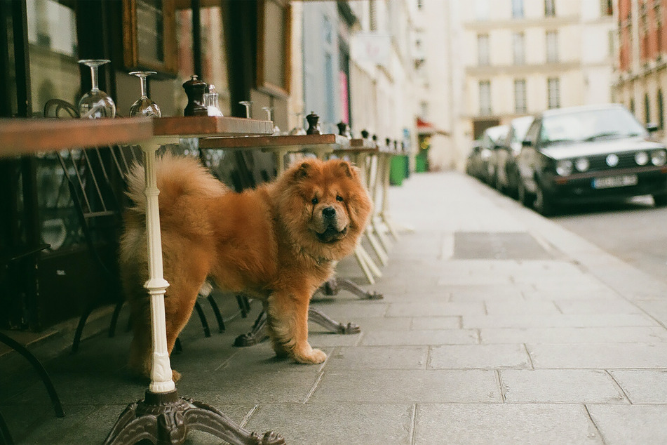 Exploring the streets of France and Italy with your dog would be the dream.