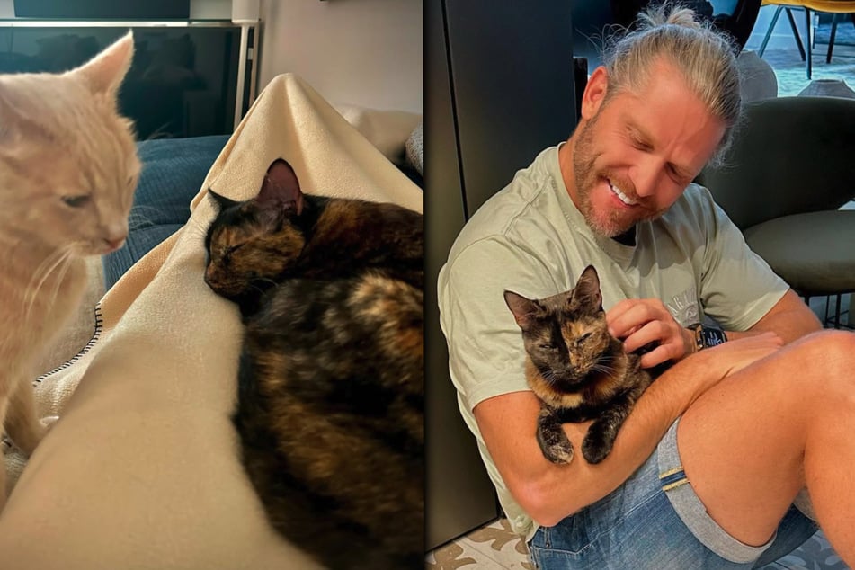 Katzen statt Kinder? So emotional spricht Ex-Bachelor Paul Janke über seine Fellnasen