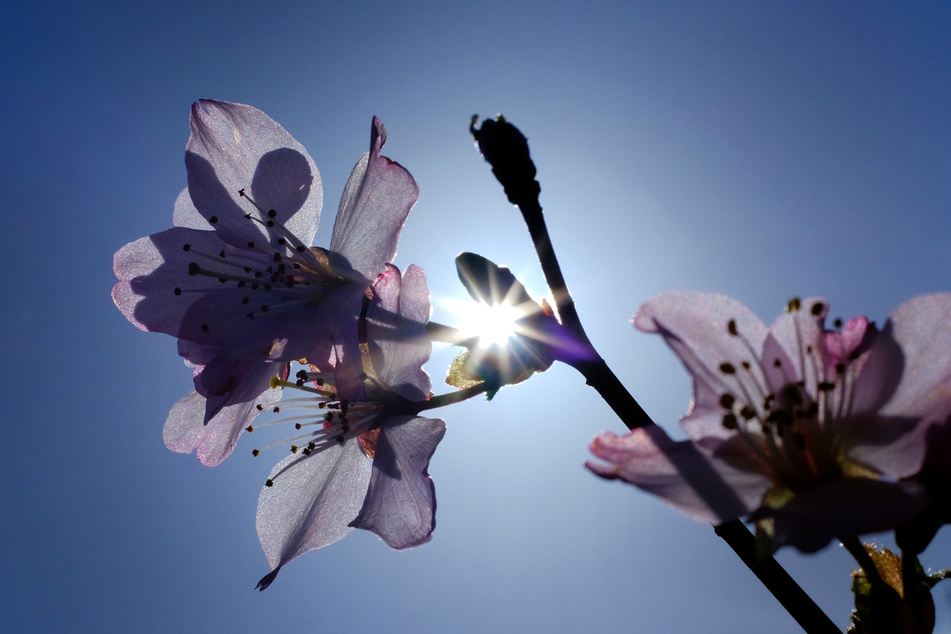 Die Sonne scheint in Duisburg durch die Blüten einer Zierkirsche.