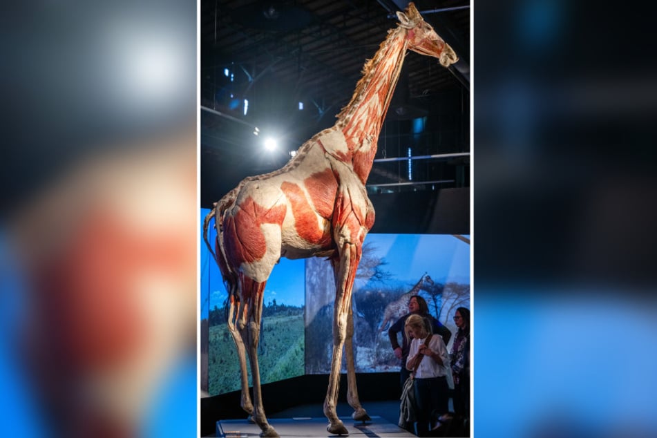 Die fünf Meter hohe Giraffe lässt einen selbst winzig klein fühlen.