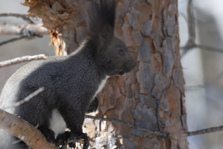 Ein schwarzes Eichhörnchen sorgte für witzige Szenen. (Symbolfoto)