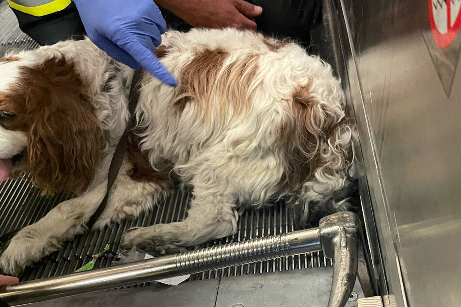 Mit einem Brecheisen wurde Hund "Charlie" aus seiner misslichen Lage befreit.