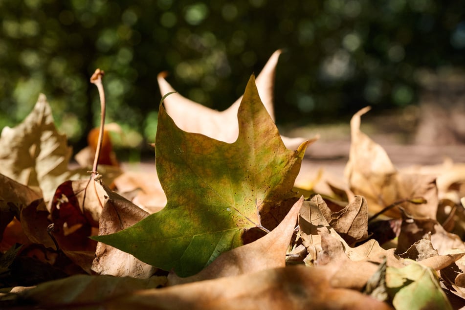 Mildes Herbstwetter erwartet NRW: Bei viel Sonne können die Temperaturen in den kommenden Tagen auf bis zu 22 Grad steigen. (Symbolbild)