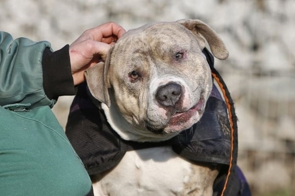 Seit Jahren wartet Hund Snoopy (8) im Tierheim Berlin auf ein neues Zuhause und gibt die Hoffnung nicht auf.