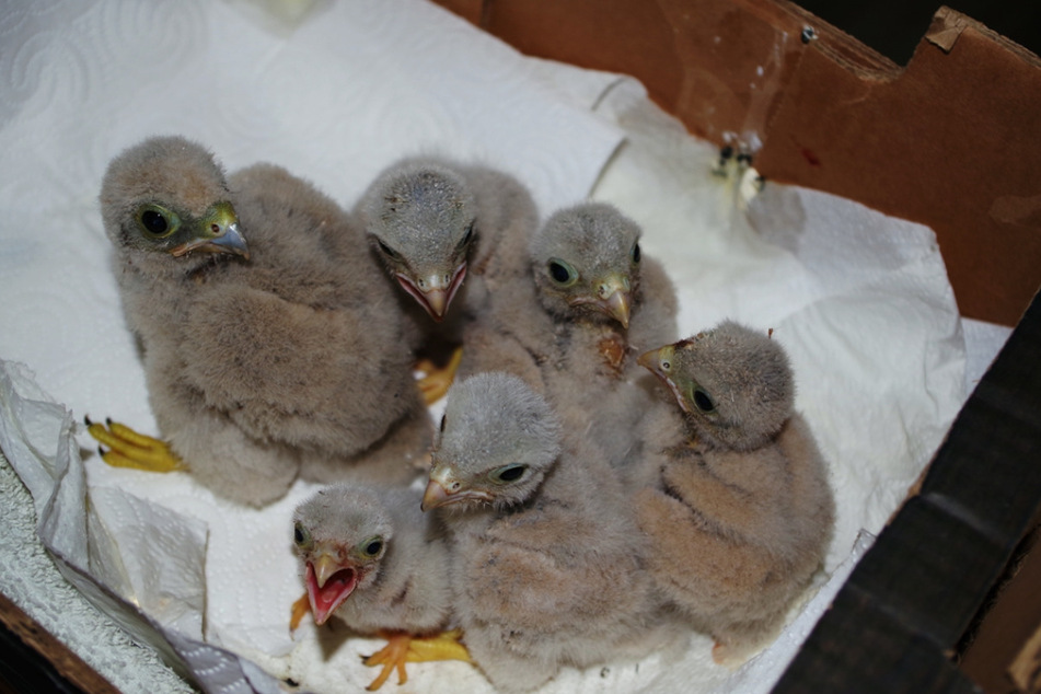 Diese sechs flauschigen Jungen wurden auf einem Balkon ausgebrütet.