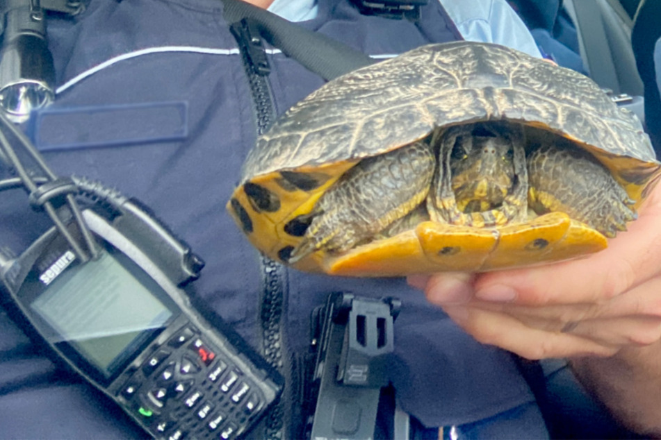 Ungewöhnliche Gäste auf der Straße: Zwei Schildkröten rufen die Polizei auf den Plan