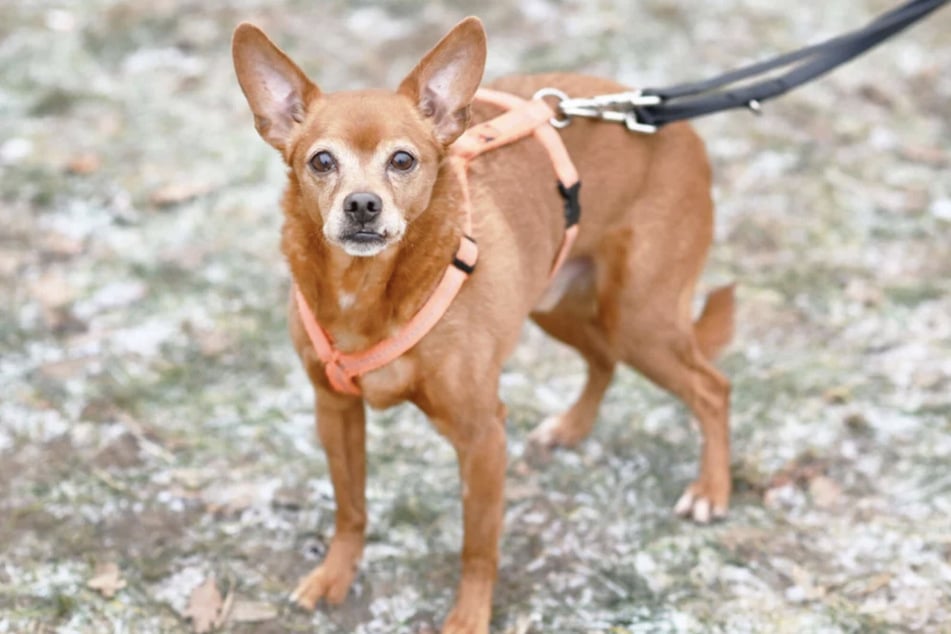 Pinscher-Mix Atze (9) wartet seit einem Jahr im Berliner Tierheim auf ein neues Zuhause.