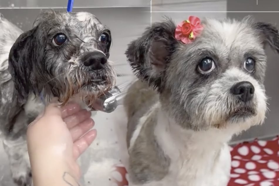 Shelter dog gets all dressed up for Valentine's Day adoption event, but nobody comes to see her