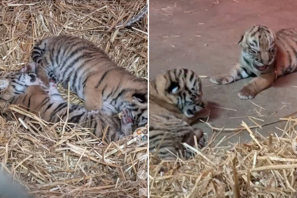 Como Zoo has two new tiger cubs, and they shared the news in a cute video.