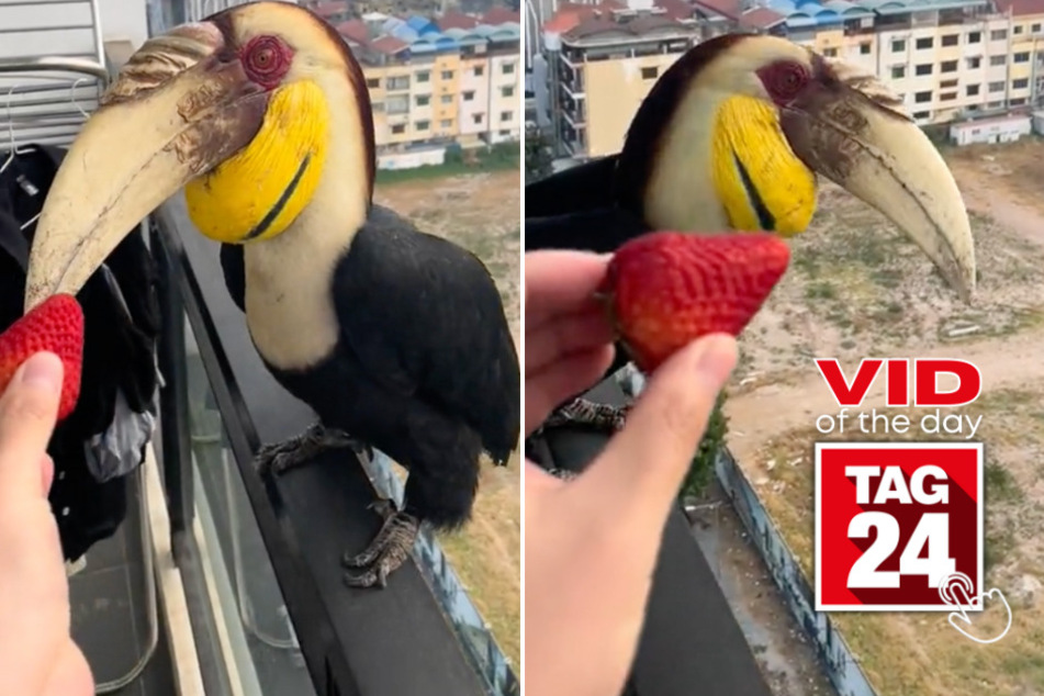 Today's Viral Video of the Day features a wild toucan that took a fruity snack from a stranger on his balcony!