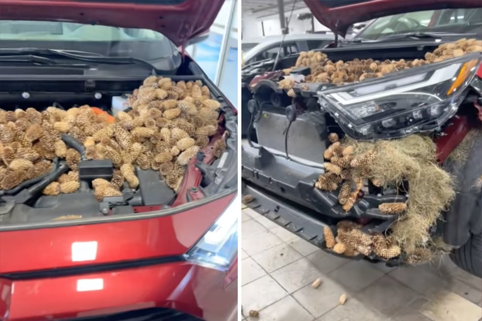 In a recent viral video, a determined squirrel's misguided handiwork can be seen under the hood of an otherwise normal-looking car.