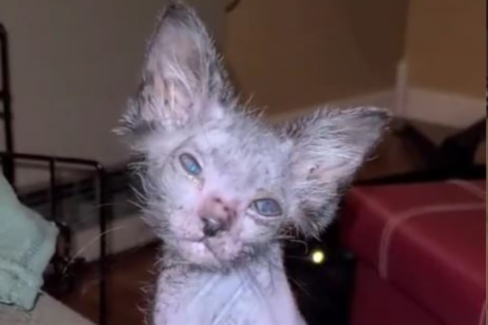 Gracie turned out to be a very rare werewolf cat.