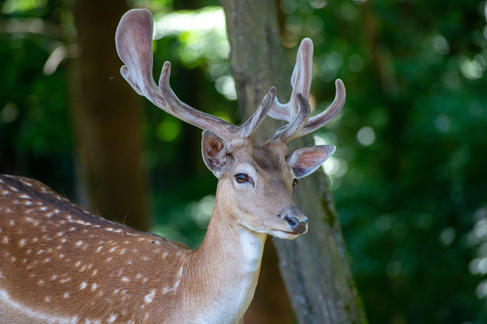 Damwild ist nicht heimisch im Erzgebirge, kann wohl aber im Wald überleben.