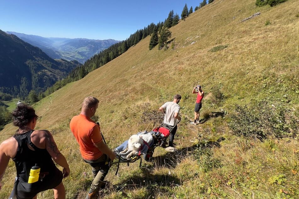 Die Bergretter brachten den Hund auf einer Trage ins Tal.