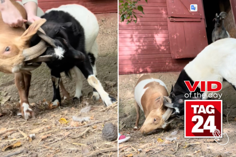 viral videos: Viral Video of the Day for September 16, 2023: Twin goats go viral on TikTok after getting stuck together!