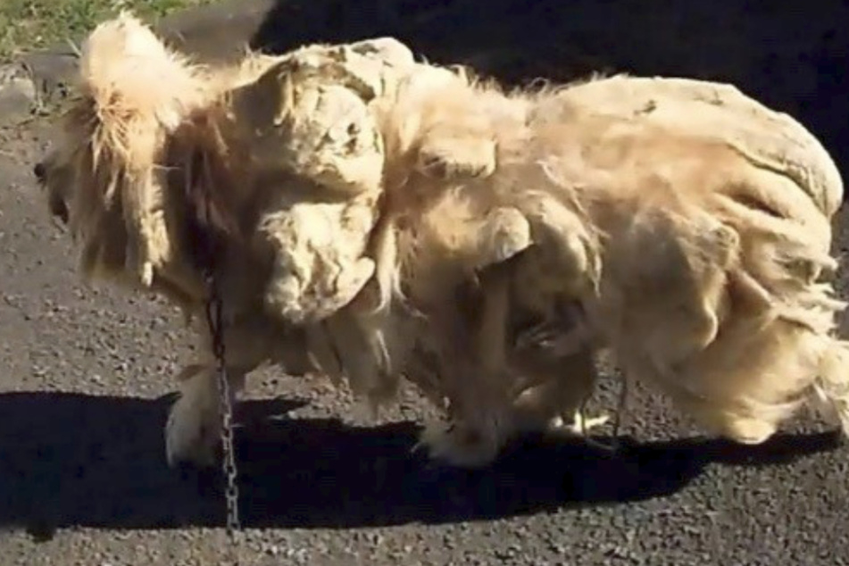 Wer hätte gedacht, dass sich unter diesem Fellberg ein Hund verbirgt?