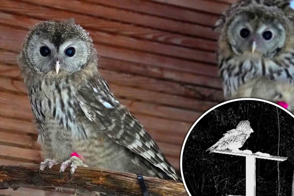 Großer Erfolg: Leipziger Aufzucht hilft, bedrohte Tierart zu retten