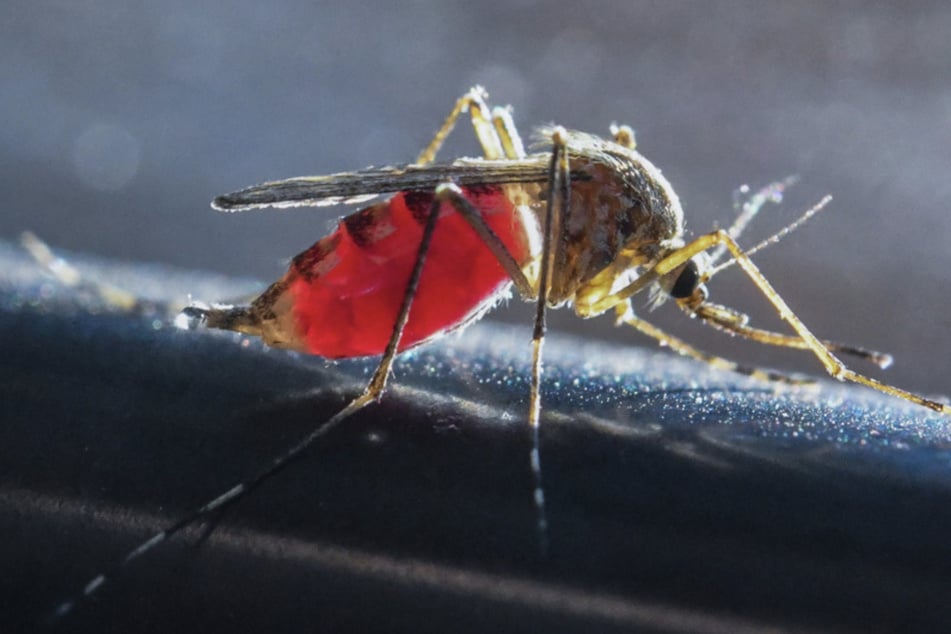 Stechmücken wie diese sind wichtig für das Ökosystem. Einige Arten können aber auch für den Menschen gefährliche Krankheiten übertragen.