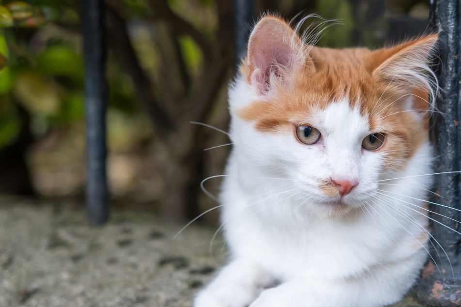 Tierheim-Mitarbeiter entdecken Zettel bei Katze: Was darauf steht, ist herzzerreißend