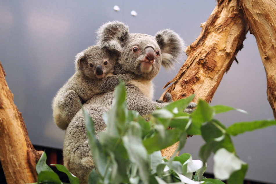 Mama Mandie (3) mit Söhnchen Bouddi im Zoo Leipzig.