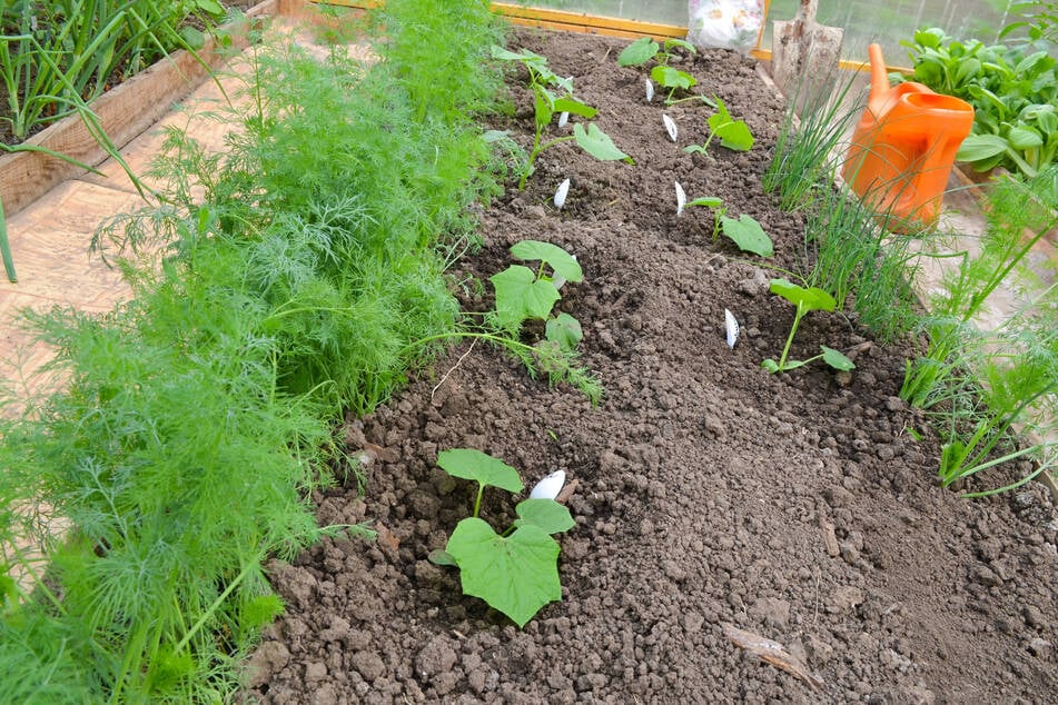 Zu beachten: Vorkultur und Mischkultur. Ein guter Beetnachbar von Gurke ist Dill.