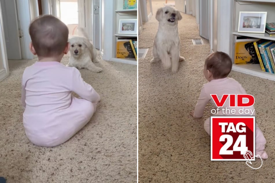 viral videos: Viral Video of the Day for April 8, 2026: Baby plays with puppy for the first time in sweet TikTok!