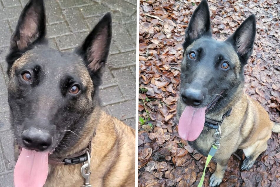 Die herausgestreckte Zunge gehört bei der Achtjährigen fast schon zum guten Ton.