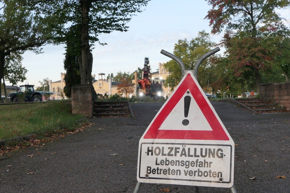 Vor dem Grimmaer Bahnhof müssen seit Donnerstag einige Bäume gefällt werden.