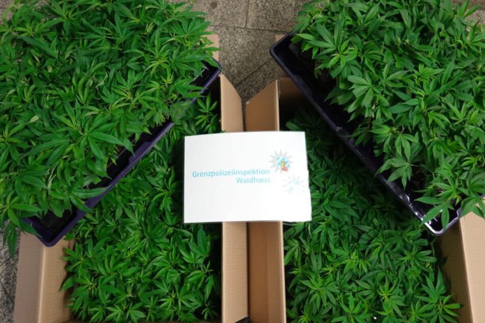 Durch das in Bayern streng verfolgte Cannabisgesetz bleibt der Schwarzmarkt am Leben. Handelt es sich bei diesen 400 Pflanzen aber um Ausstellungsware für eine Messe? Die Polizei ermittelt.
