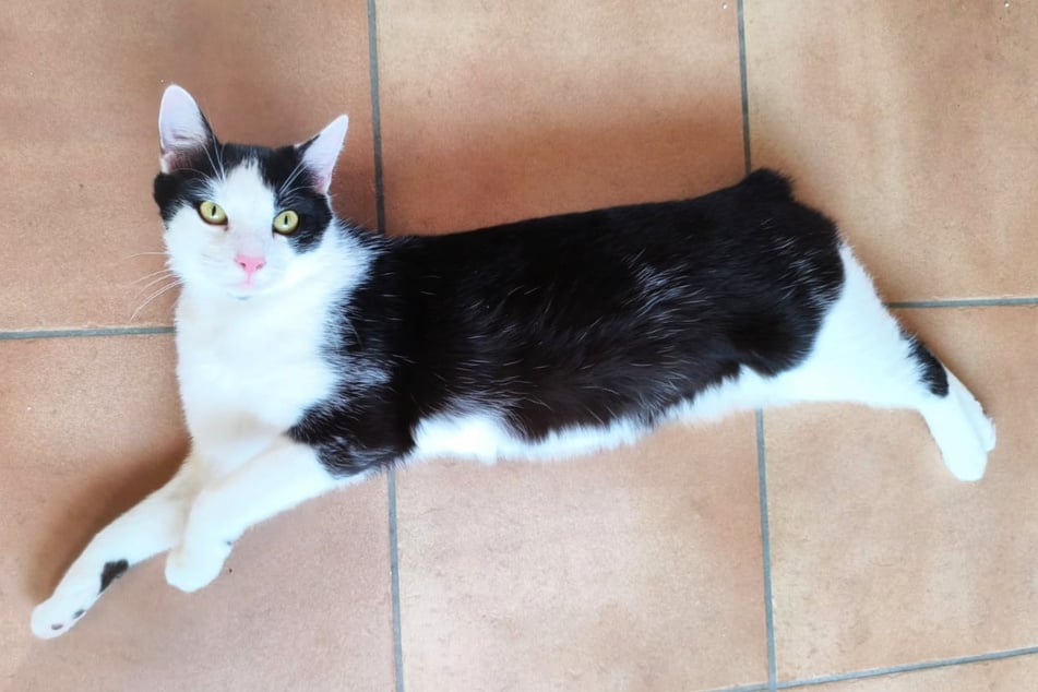 Joschi kam noch fast als Baby verletzt und mit nahezu komplett abgerissenem Schwänzchen zur "Babyklappe". Nach OP und viel Pflege darf er jetzt vermittelt werden.