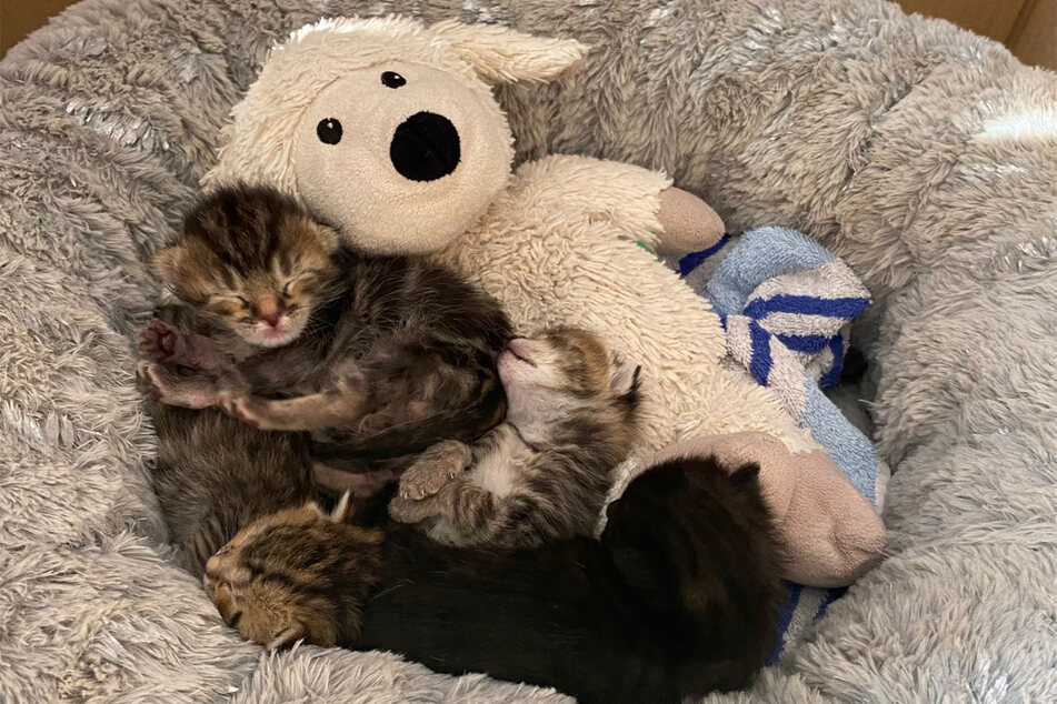 Zu Himmelfahrt brachte sie die vier Kätzchen zur Welt. Nun kümmern sich die Angehörigen um die Kitten.